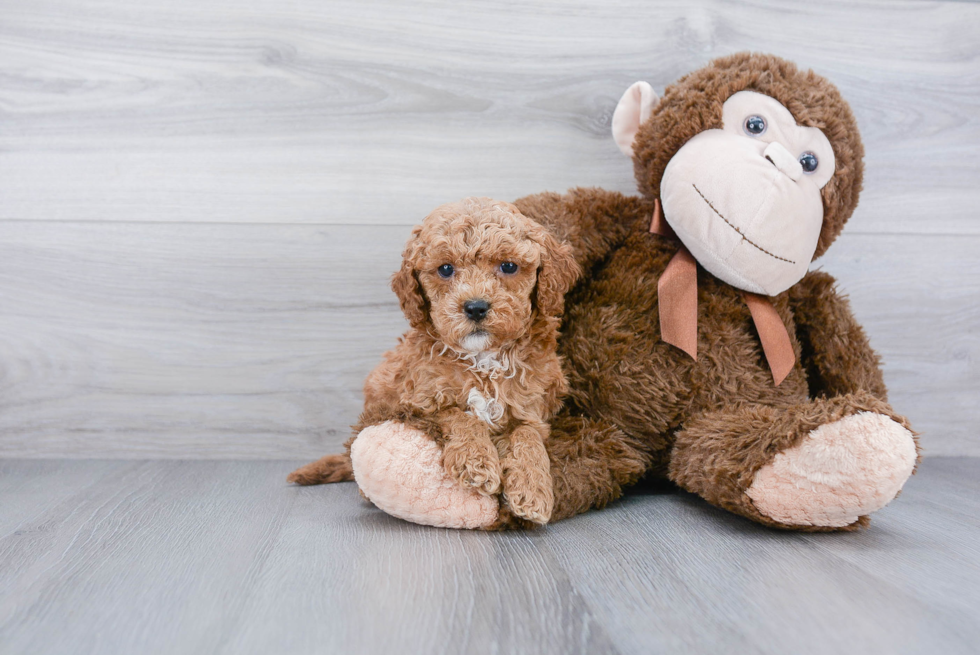 Cavapoo Pup Being Cute