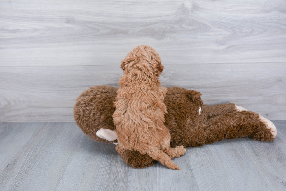 Popular Cavapoo Poodle Mix Pup