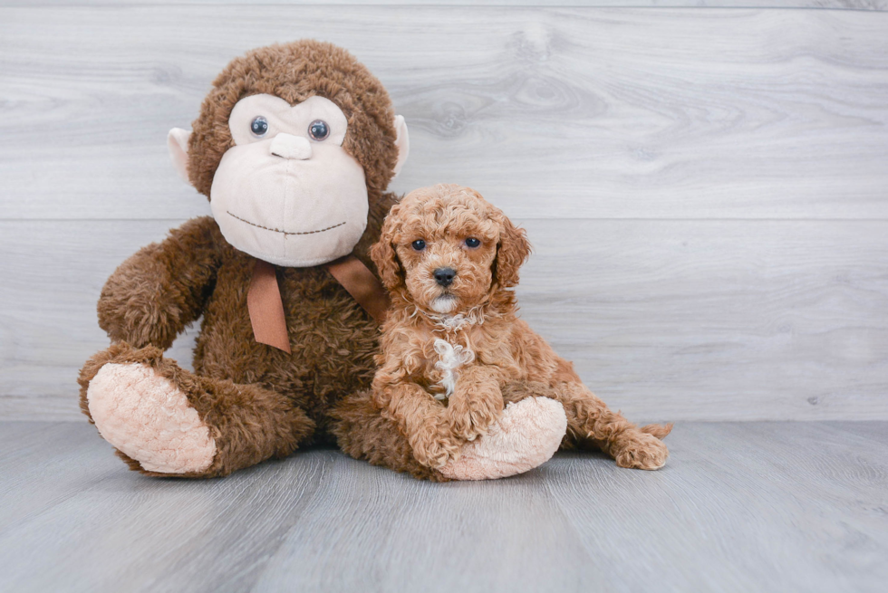 Playful Cavoodle Poodle Mix Puppy