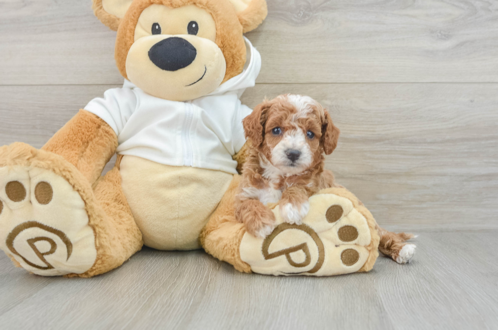 8 week old Cavapoo Puppy For Sale - Premier Pups