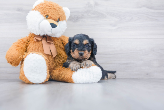 Cavapoo Pup Being Cute