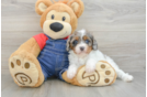 Best Cavapoo Baby