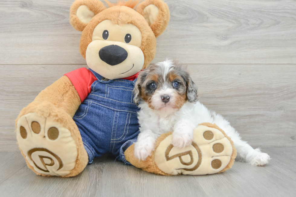 Best Cavapoo Baby