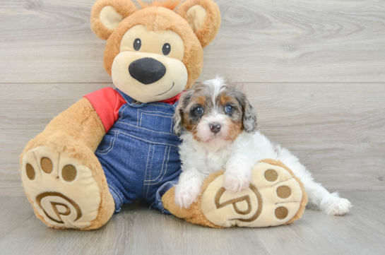 Best Cavapoo Baby