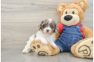 Little Cavipoo Poodle Mix Puppy