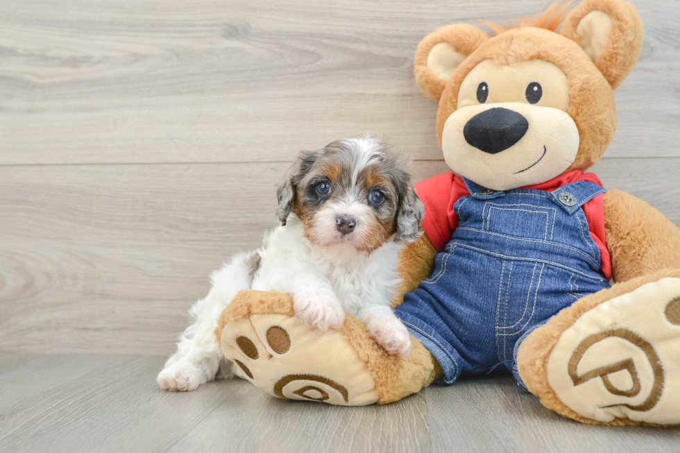 Little Cavipoo Poodle Mix Puppy