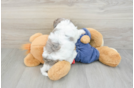 Adorable Cavalier King Charles Spaniel and Poodle Mix Poodle Mix Puppy