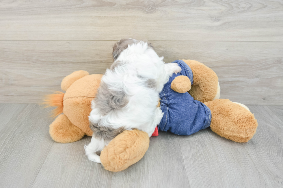 Adorable Cavalier King Charles Spaniel and Poodle Mix Poodle Mix Puppy