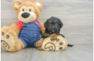 Popular Cavapoo Poodle Mix Pup