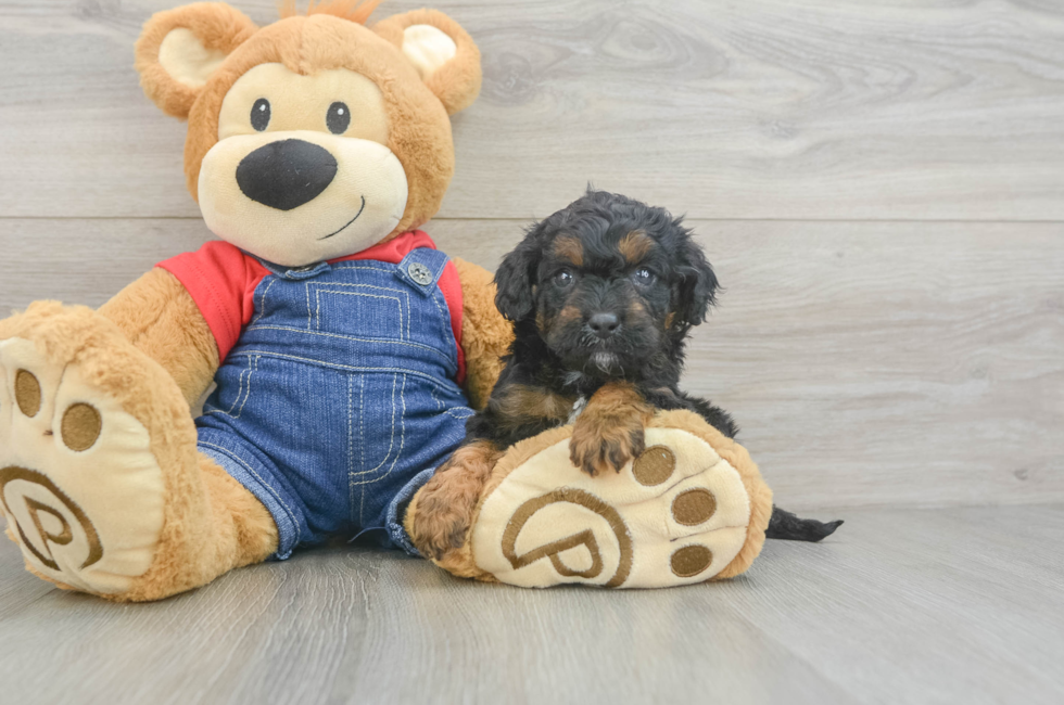 6 week old Cavapoo Puppy For Sale - Premier Pups