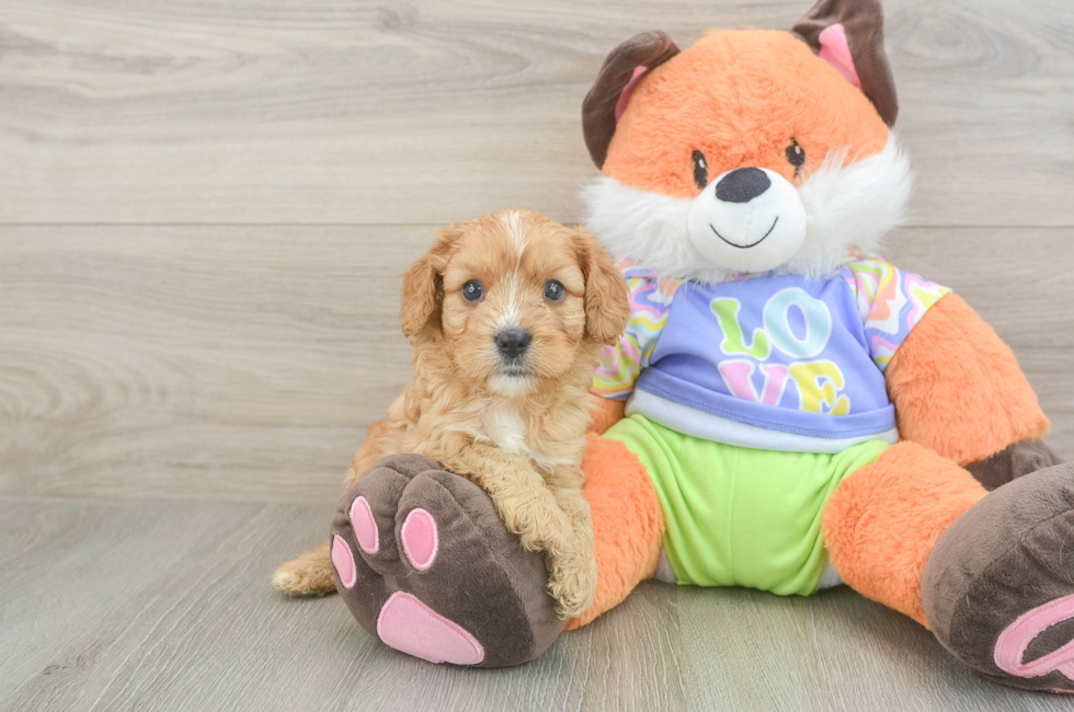 5 week old Cavapoo Puppy For Sale - Premier Pups