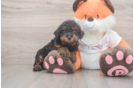 Popular Cavapoo Poodle Mix Pup