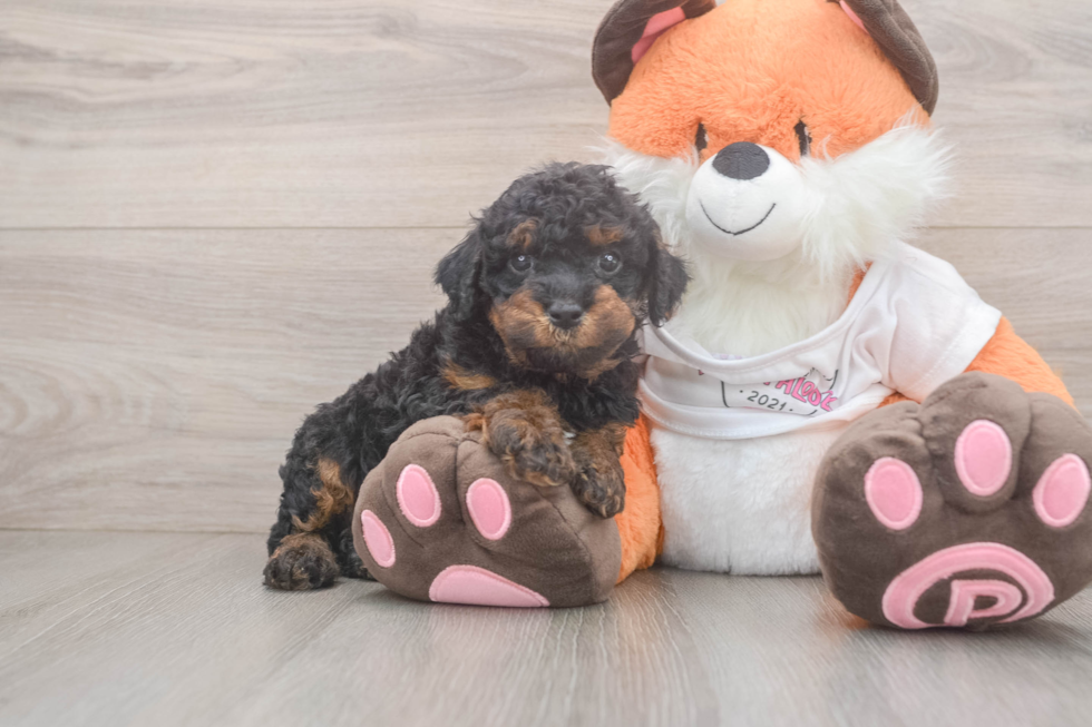 Popular Cavapoo Poodle Mix Pup