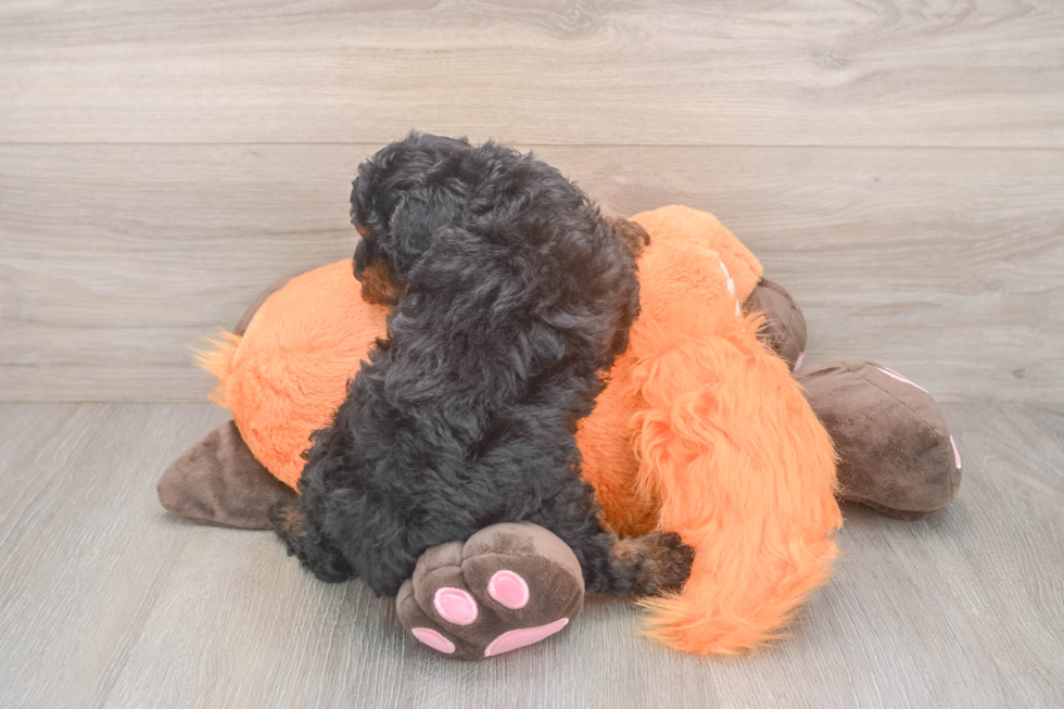Petite Cavapoo Poodle Mix Pup