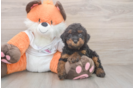 Cavapoo Puppy for Adoption