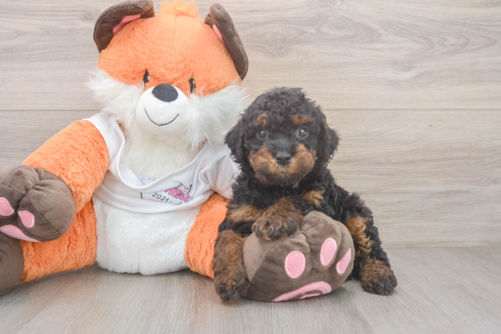 Cavapoo Puppy for Adoption