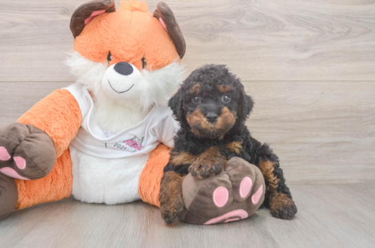 Cavapoo Puppy for Adoption