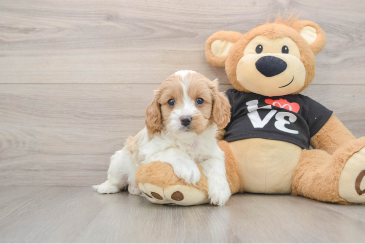 Cavapoo Pup Being Cute