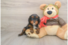 Playful Cavapoodle Poodle Mix Puppy
