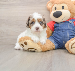 6 week old Cavapoo Puppy For Sale - Premier Pups