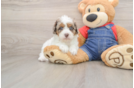 Energetic Cavoodle Poodle Mix Puppy