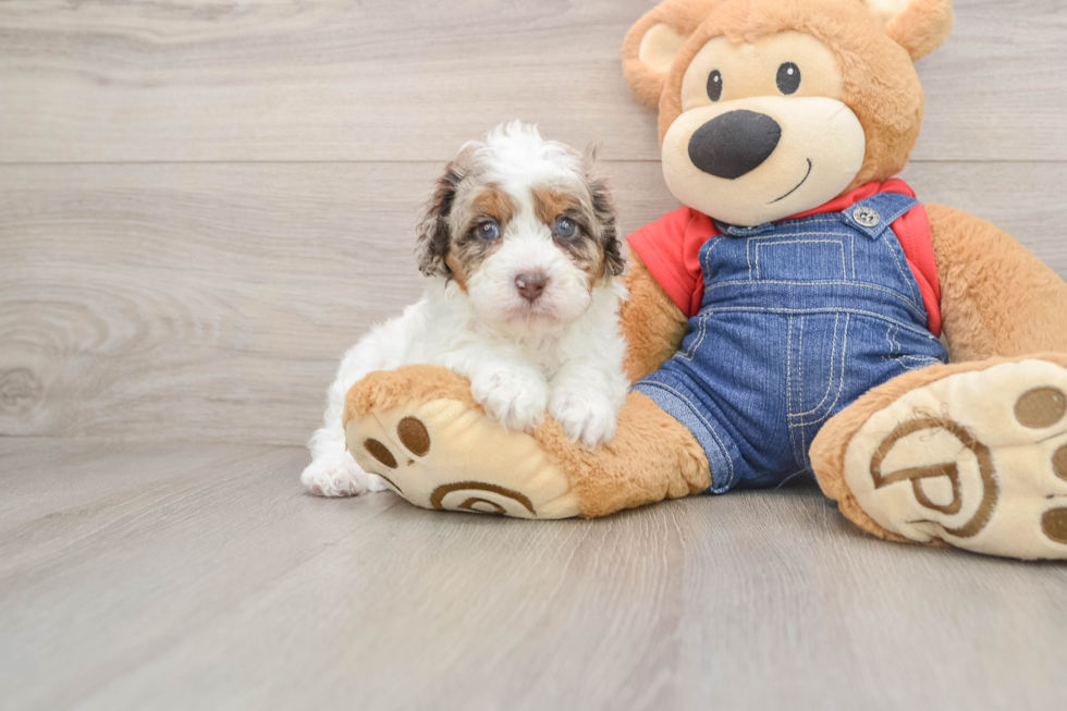 Energetic Cavoodle Poodle Mix Puppy