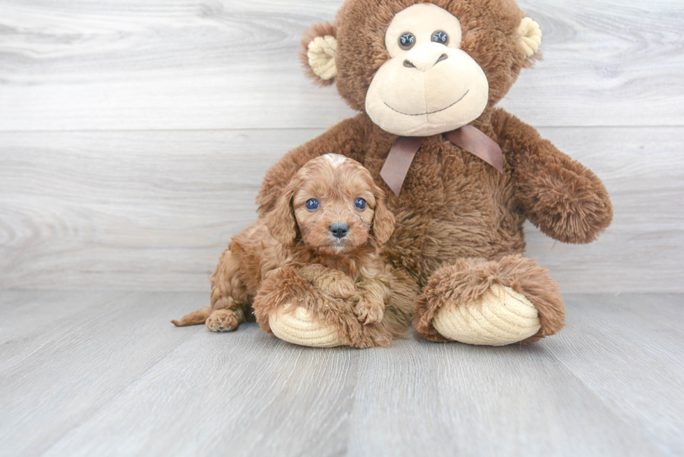 Smart Cavapoo Poodle Mix Pup