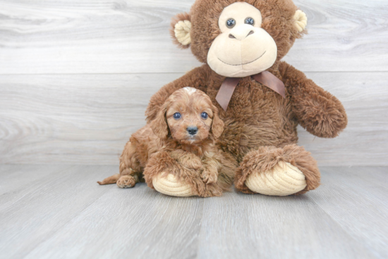 Smart Cavapoo Poodle Mix Pup