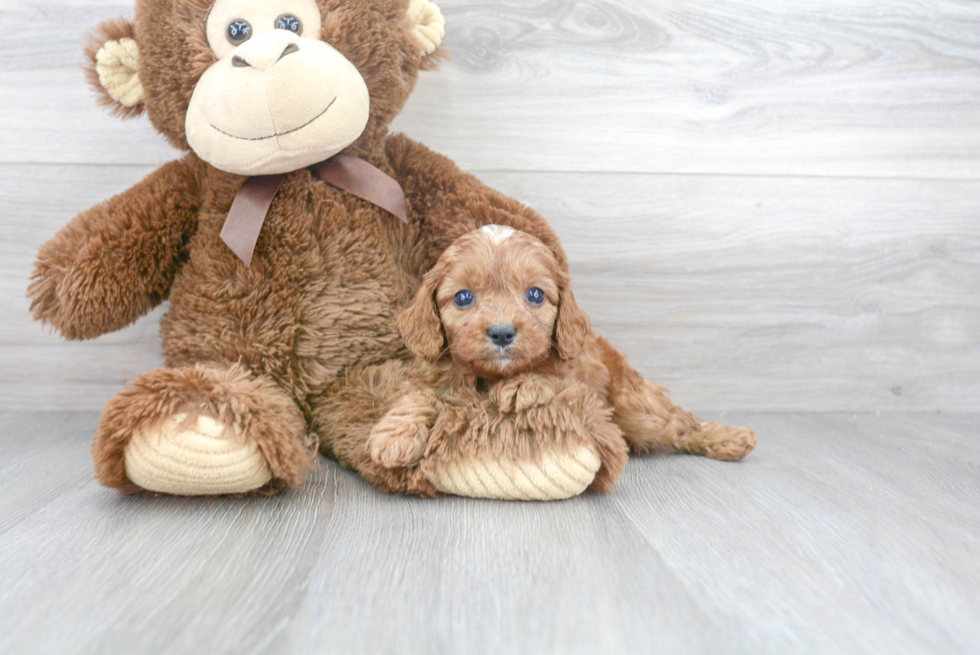 Cavapoo Puppy for Adoption