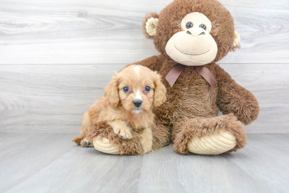 Best Cavapoo Baby