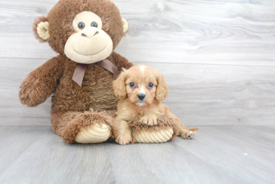 Hypoallergenic Cavoodle Poodle Mix Puppy