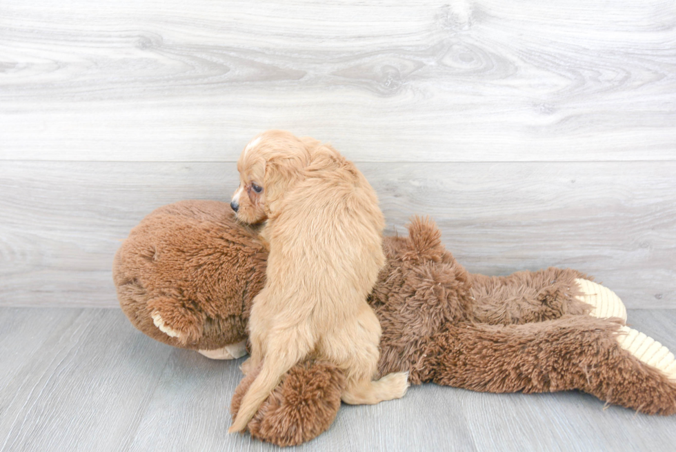 Cute Cavapoo Baby