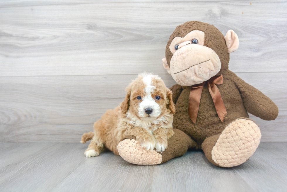 Popular Cavapoo Poodle Mix Pup