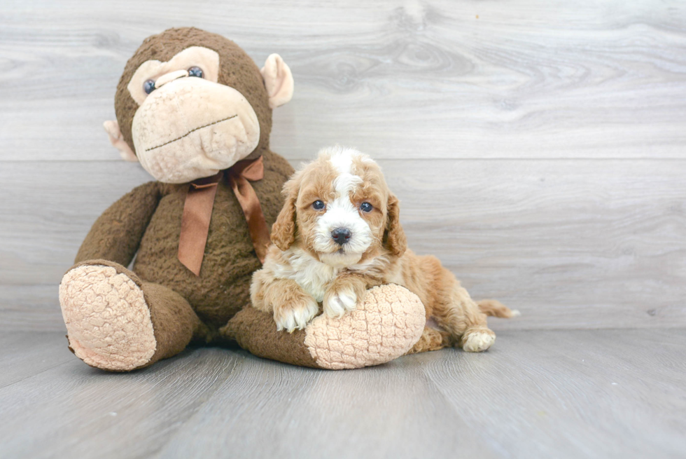 Best Cavapoo Baby