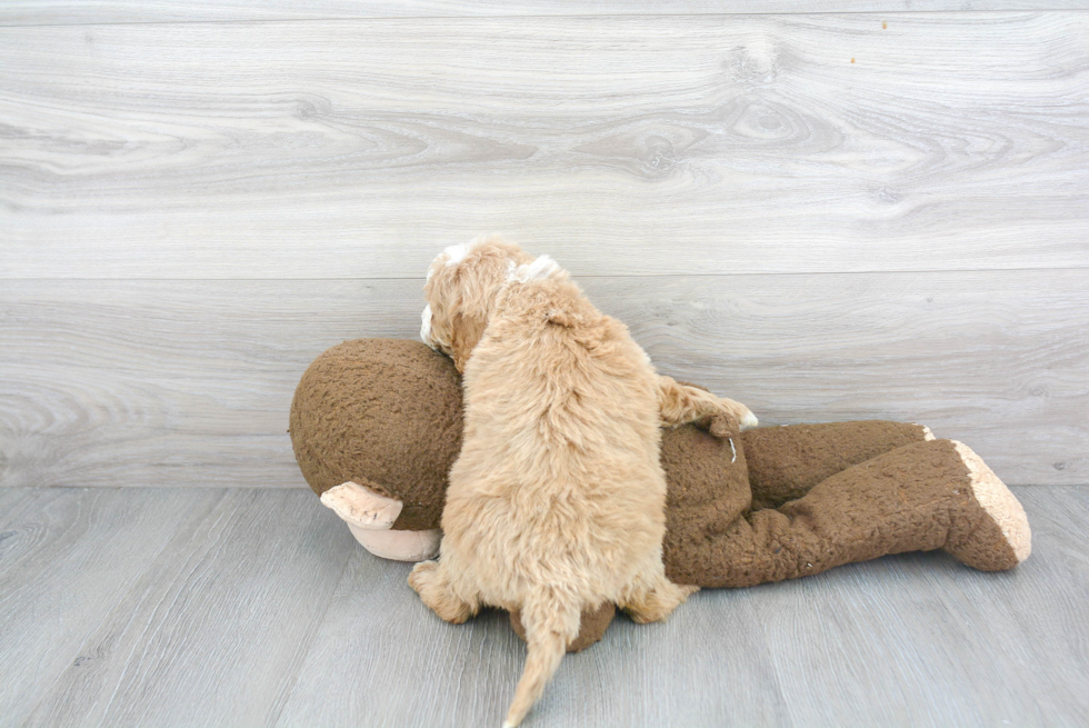 Hypoallergenic Cavoodle Poodle Mix Puppy