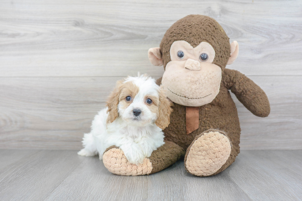 Little Cavoodle Poodle Mix Puppy