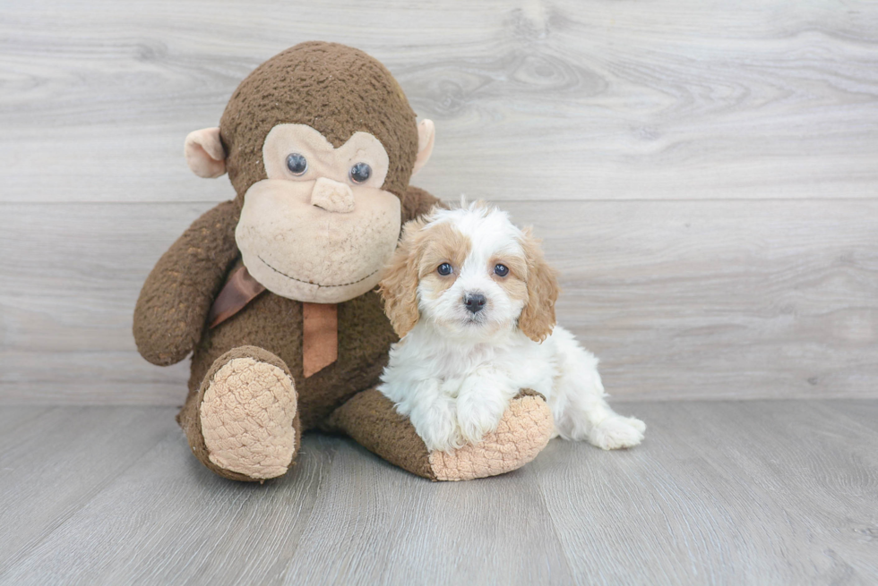 Cavapoo Puppy for Adoption