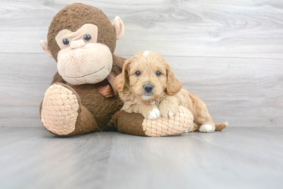 Cute Cavapoo Baby