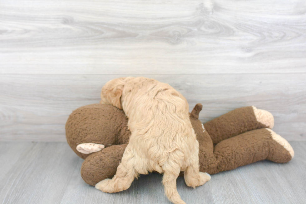 Friendly Cavapoo Baby