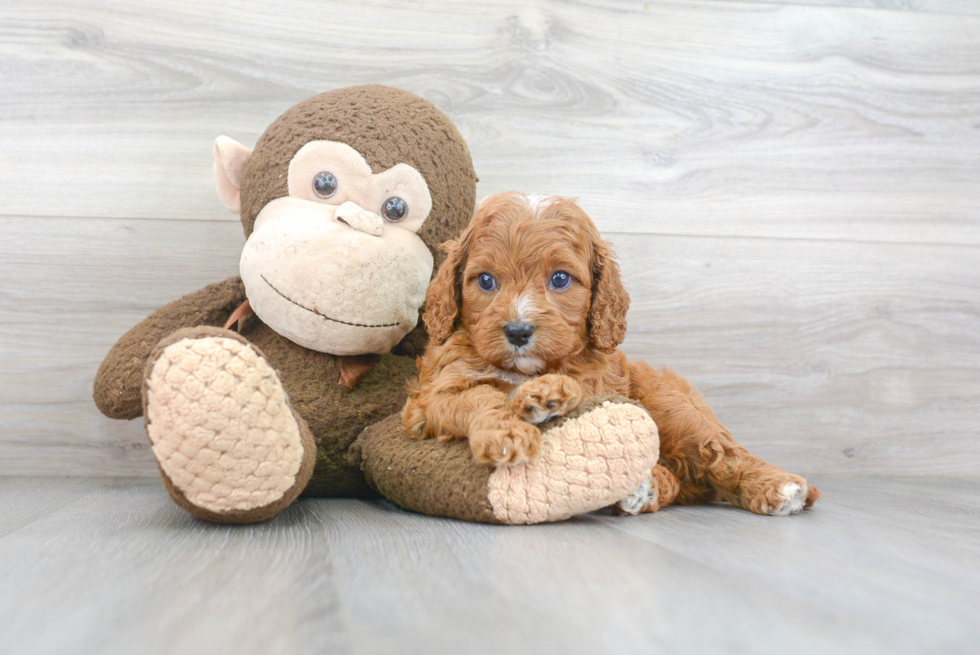 Funny Cavapoo Poodle Mix Pup