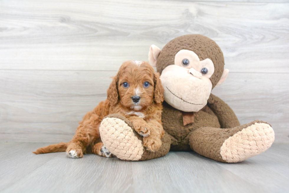 Petite Cavapoo Poodle Mix Pup