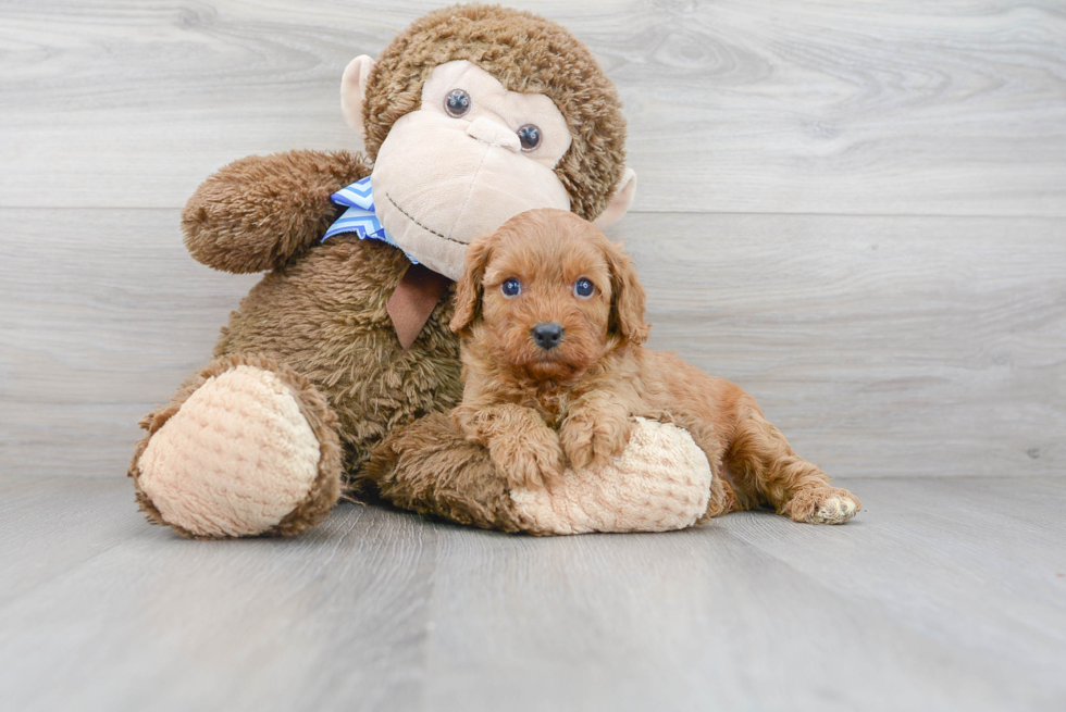 Cavapoo Pup Being Cute