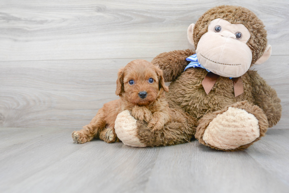 Best Cavapoo Baby