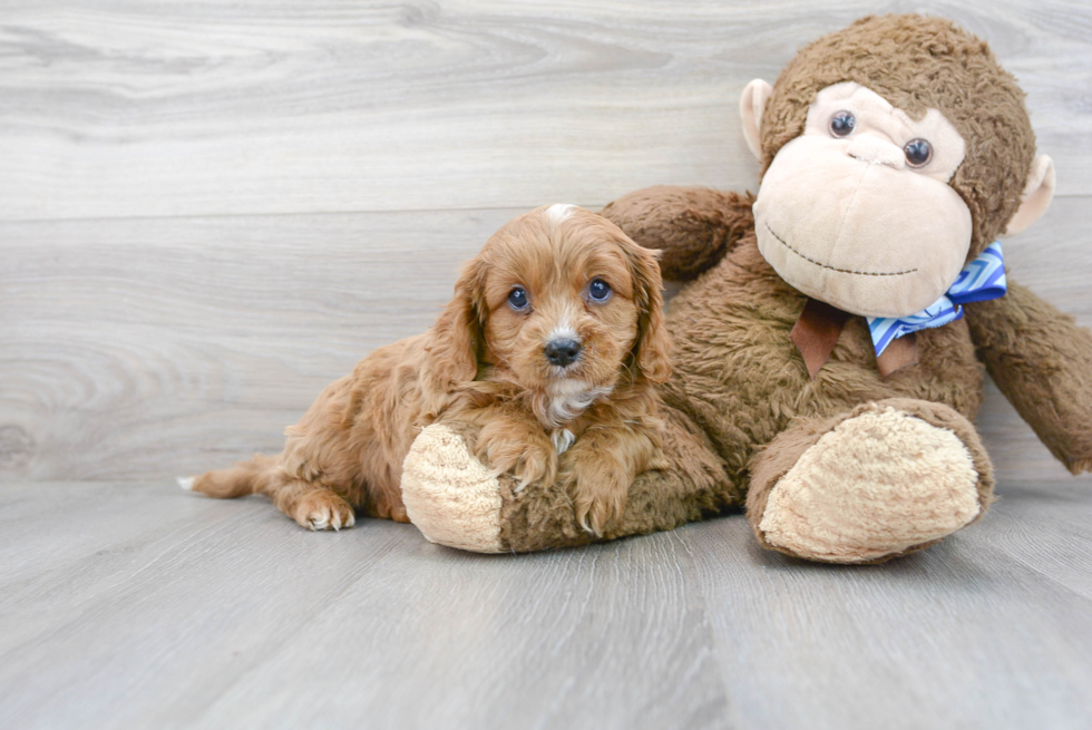 Cavapoo Puppy for Adoption