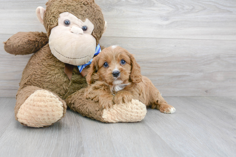 Best Cavapoo Baby