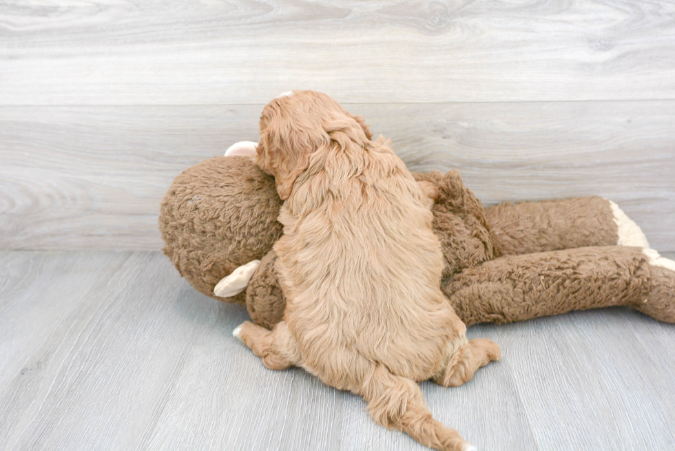 Cavapoo Pup Being Cute