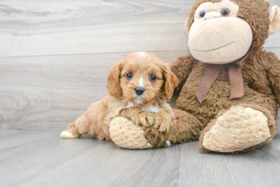 Popular Cavapoo Poodle Mix Pup