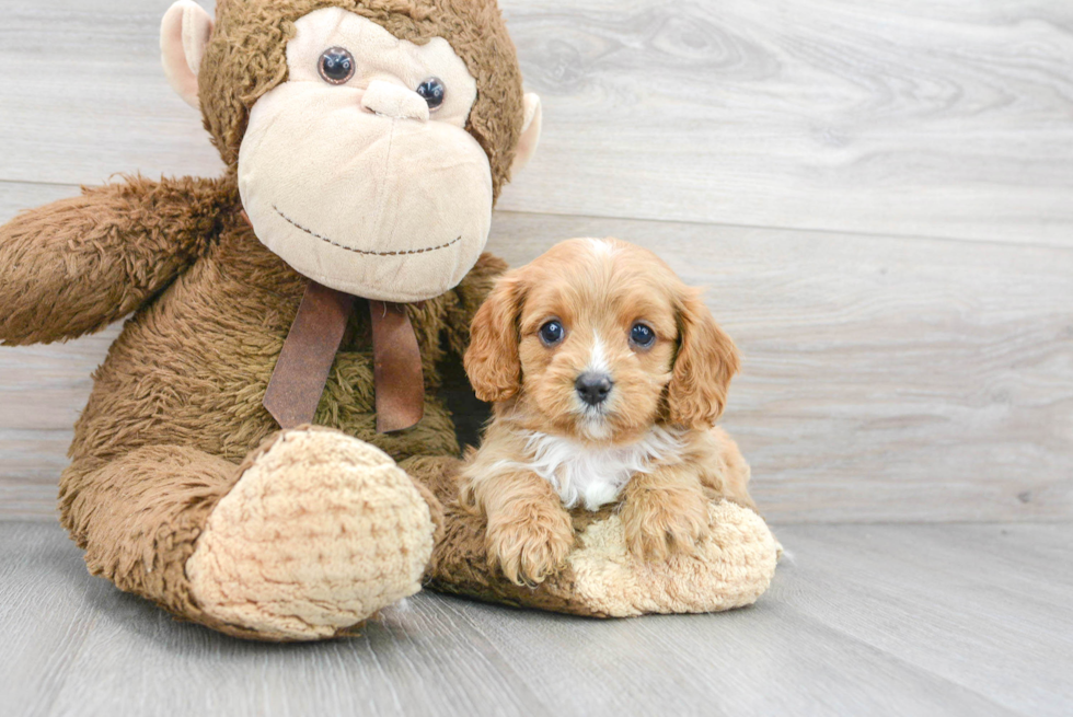 Popular Cavapoo Poodle Mix Pup