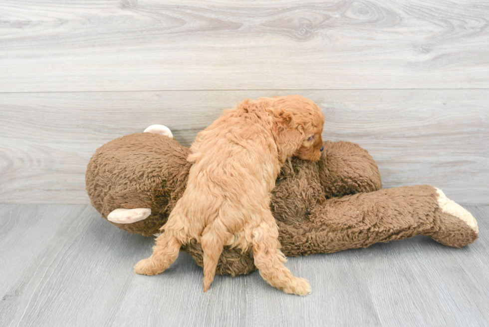 Sweet Cavapoo Baby