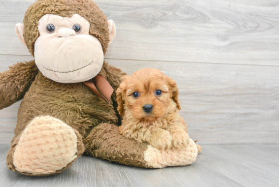 Cavapoo Puppy for Adoption